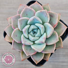 Echeveria 'Pink Star'