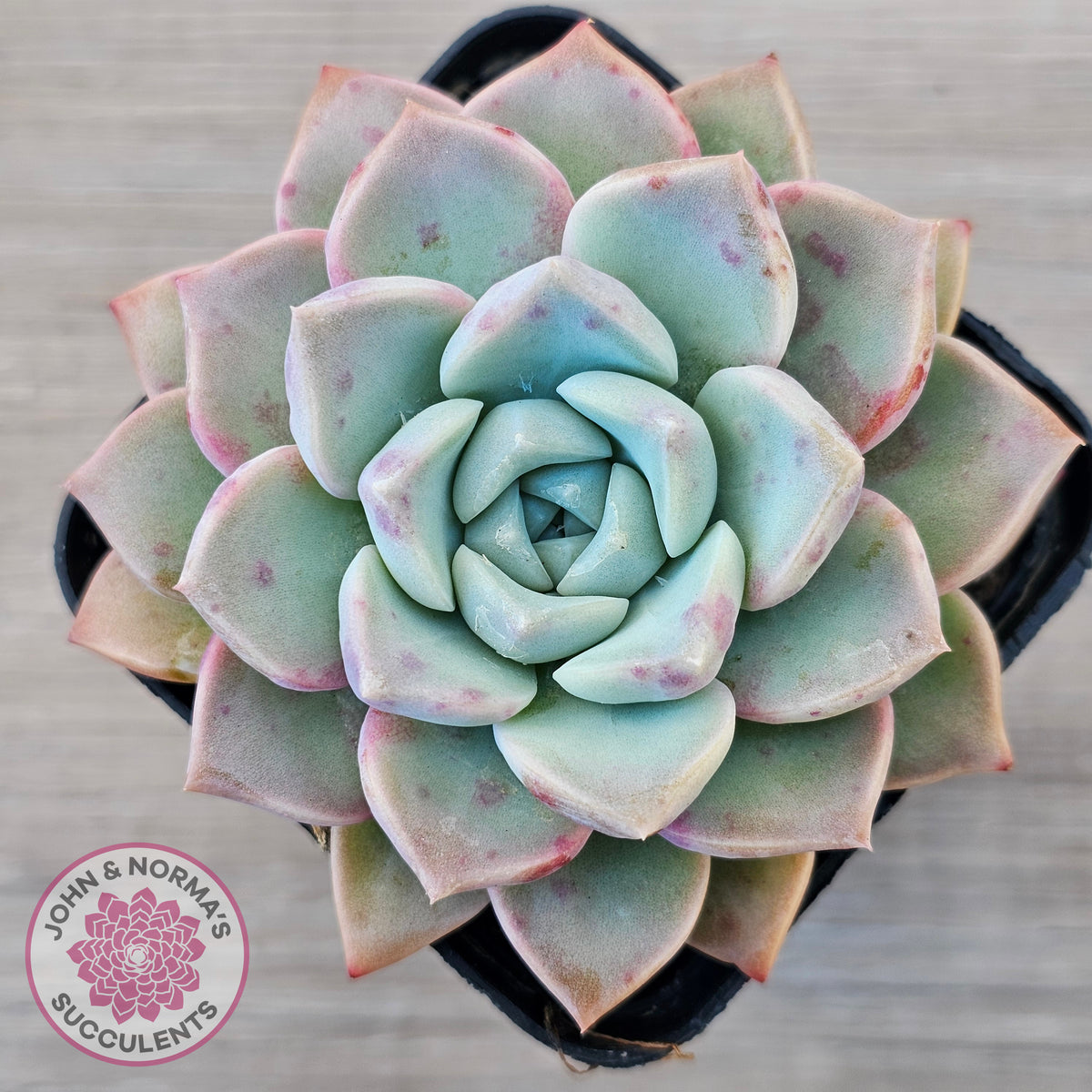Echeveria 'Pink Star'