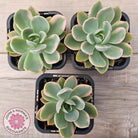 Echeveria 'Pink Vera' Variegated