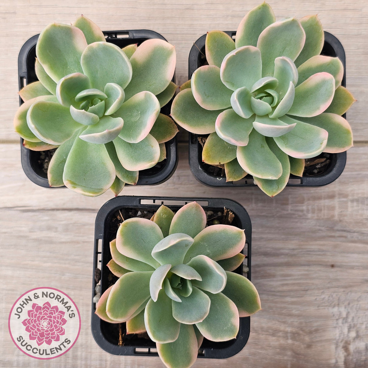 Echeveria 'Pink Vera' Variegated