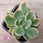 Echeveria 'Pink Vera' Variegated