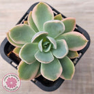 Echeveria 'Pink Vera' Variegated