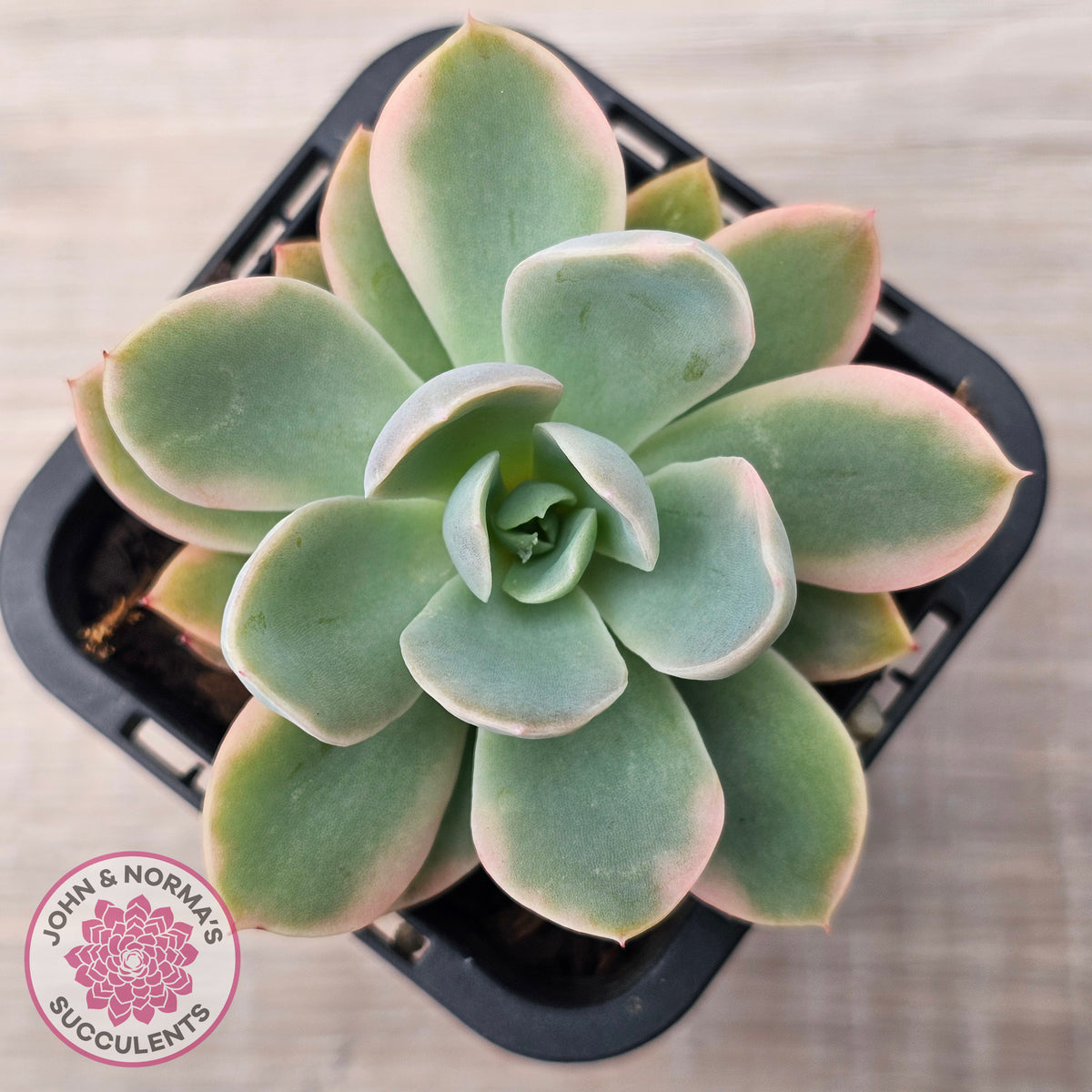 Echeveria 'Pink Vera' Variegated