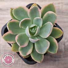 Load image into Gallery viewer, Echeveria 'Pink Vera' Variegated
