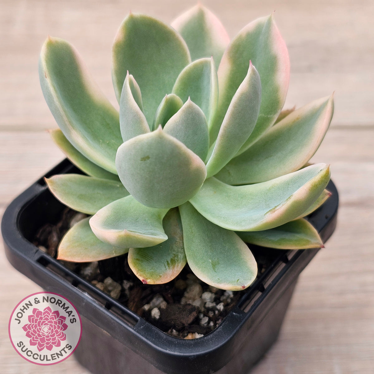 Echeveria 'Pink Vera' Variegated