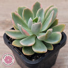 Echeveria 'Pink Vera' Variegated