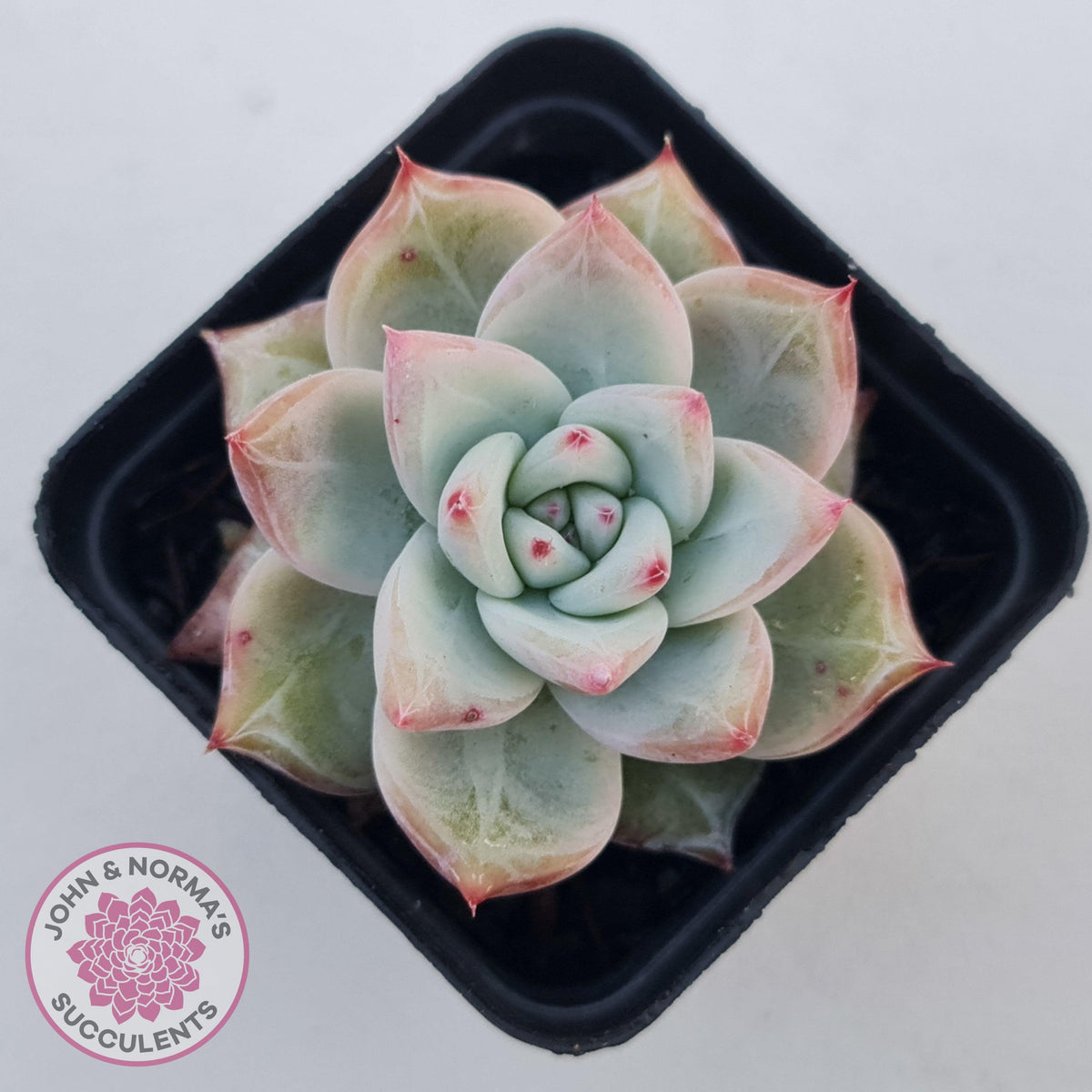 Echeveria 'Polar Bear'