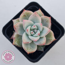 Load image into Gallery viewer, Echeveria &#39;Polar Bear&#39; - John &amp; Norma&#39;s Succulents Australia
