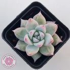 Echeveria 'Polar Bear'
