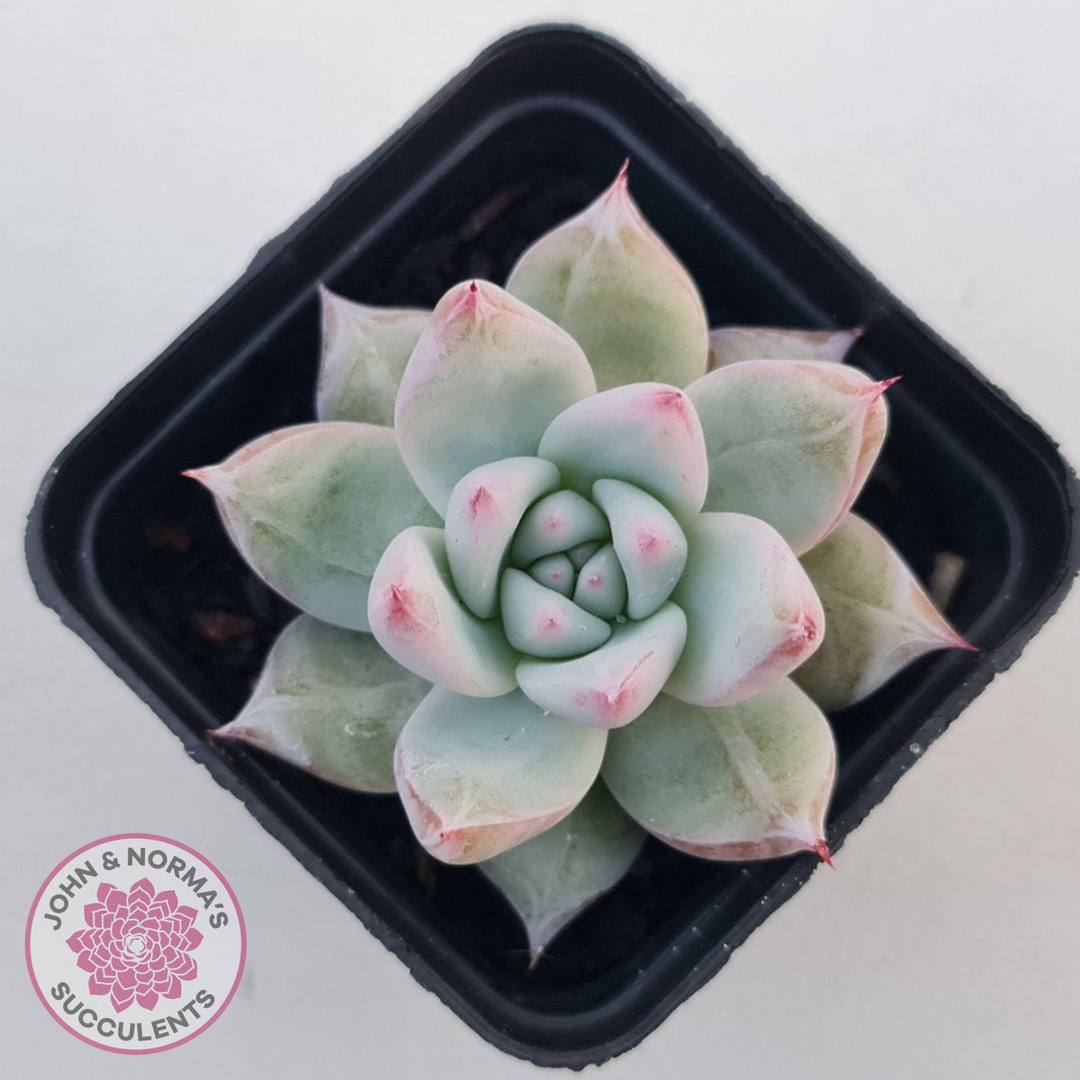 Echeveria 'Polar Bear'