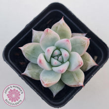 Load image into Gallery viewer, Echeveria &#39;Polar Bear&#39; - John &amp; Norma&#39;s Succulents Australia
