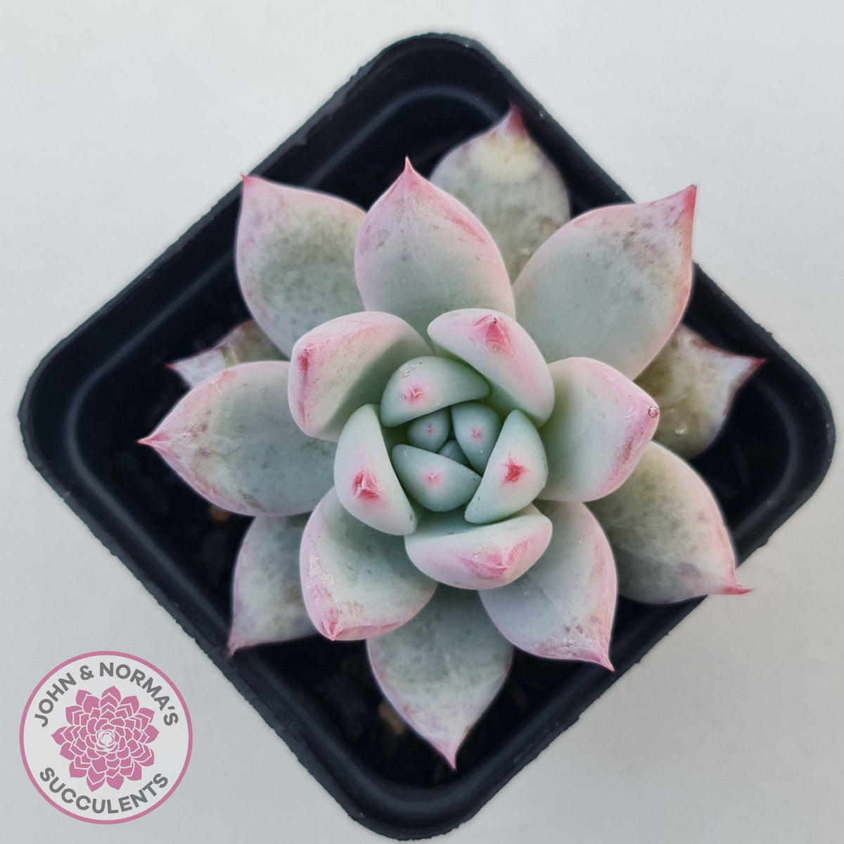 Echeveria 'Polar Bear'