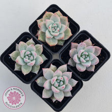 Load image into Gallery viewer, Echeveria &#39;Polar Bear&#39; - John &amp; Norma&#39;s Succulents Australia
