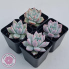 Echeveria 'Polar Bear'