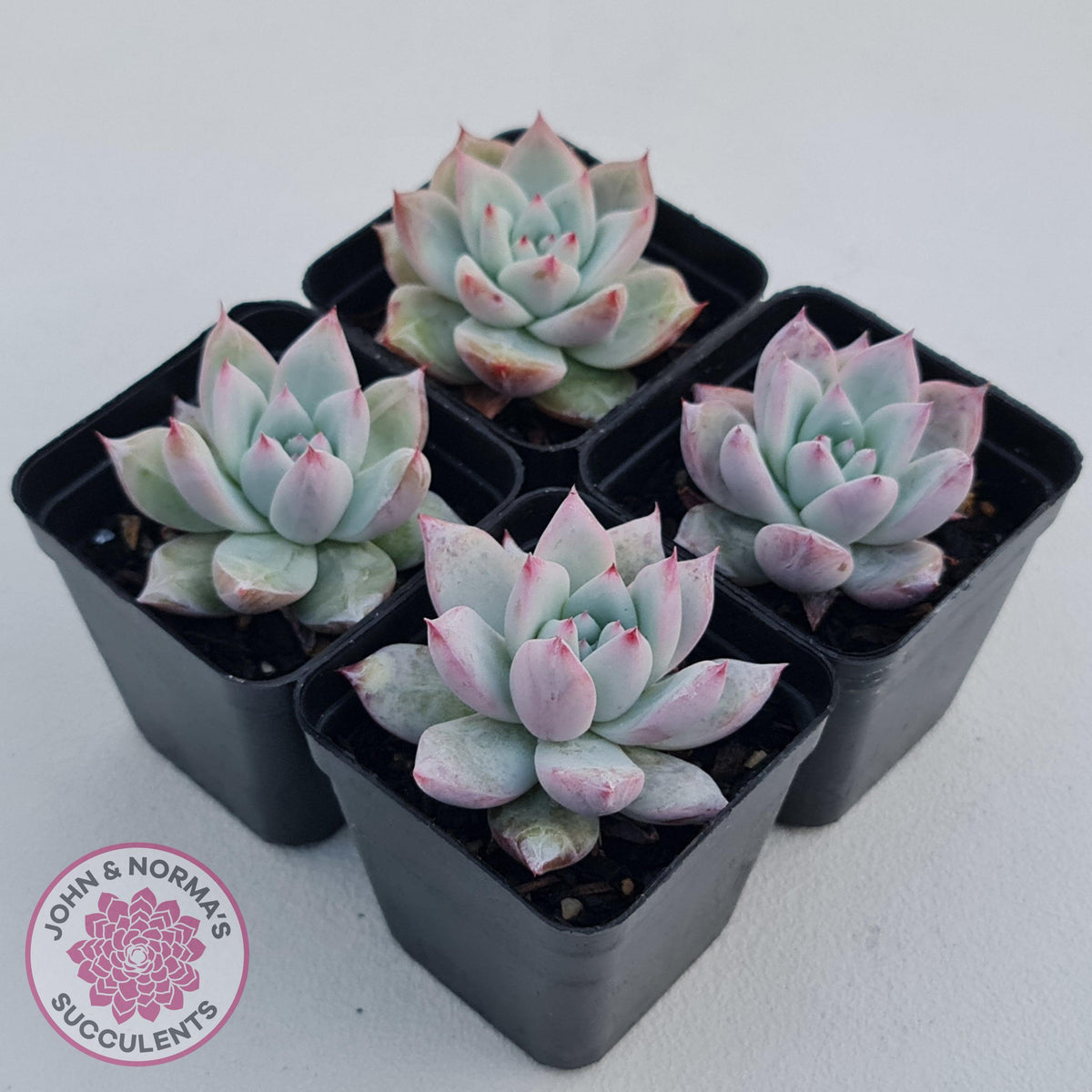 Echeveria 'Polar Bear'