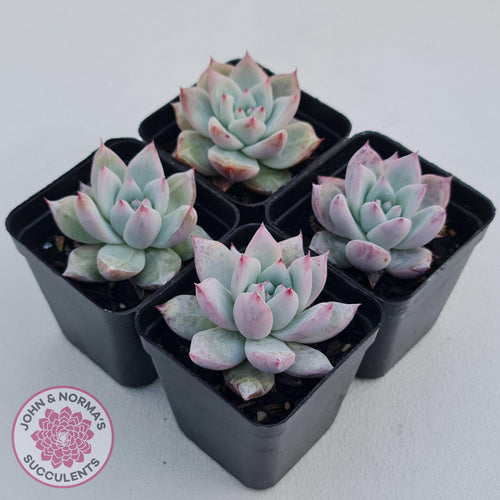 Echeveria 'Polar Bear' - John & Norma's Succulents Australia