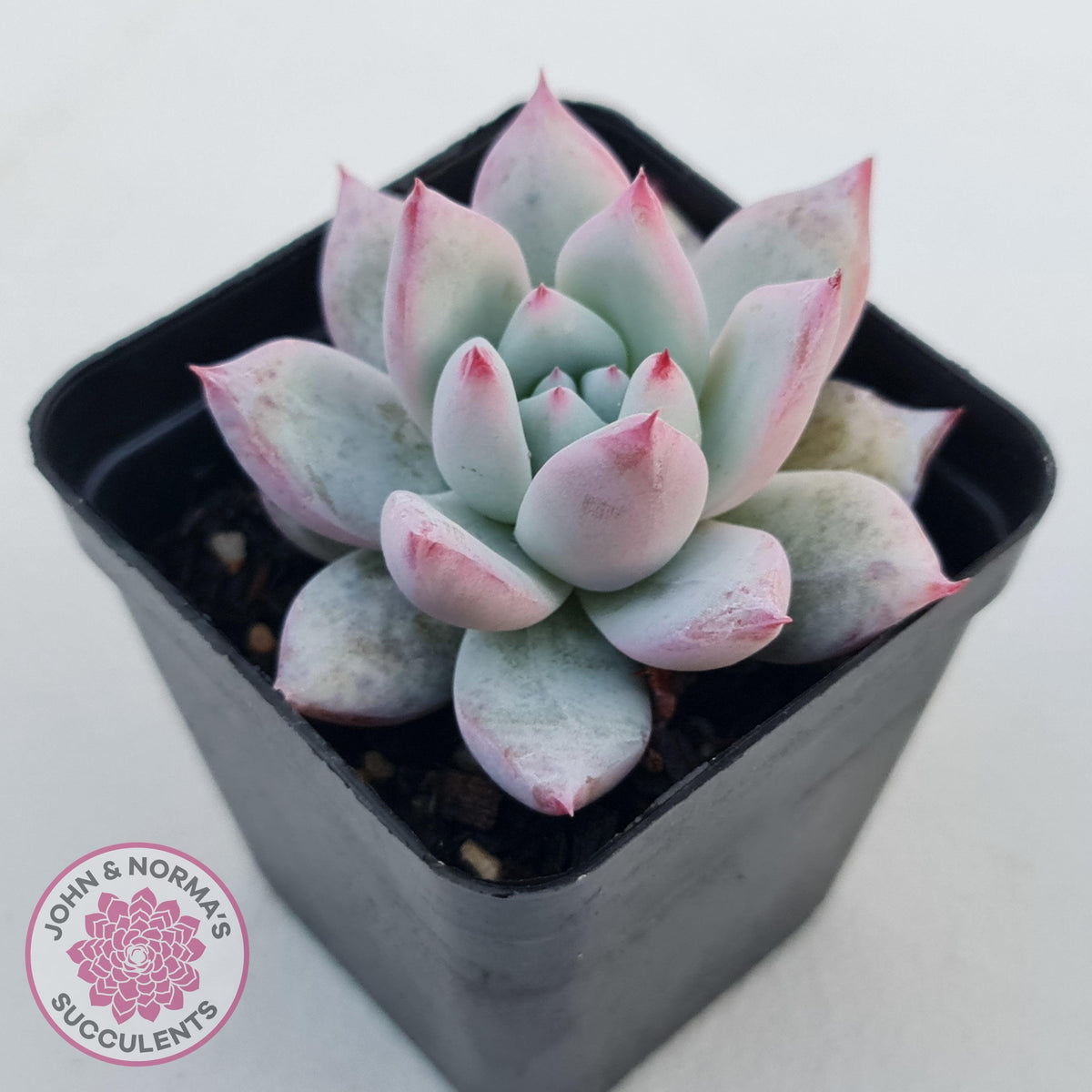 Echeveria 'Polar Bear'
