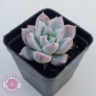 Echeveria 'Polar Bear'
