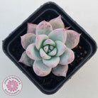Echeveria 'Polar Bear'