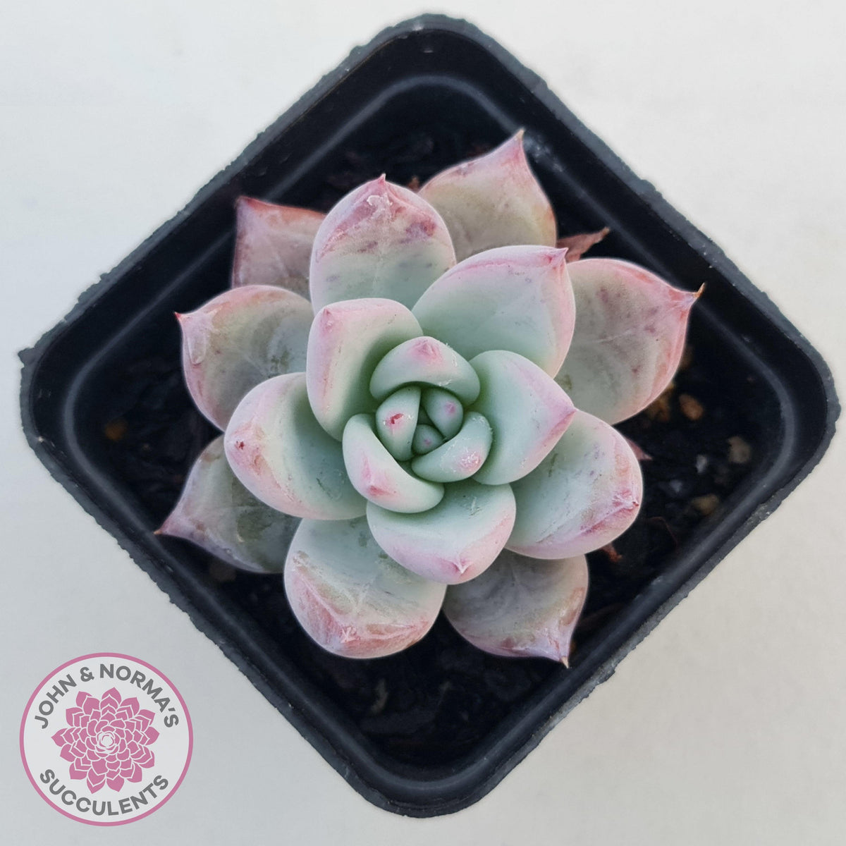 Echeveria 'Polar Bear'