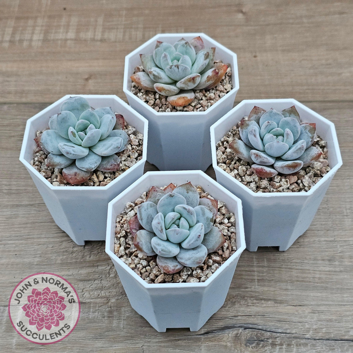 Echeveria 'Pomegranate Hosikage'