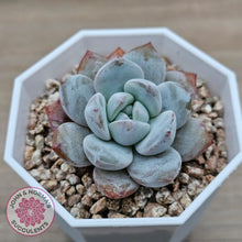 Load image into Gallery viewer, Echeveria &#39;Pomegranate Hosikage&#39; - John &amp; Norma&#39;s Succulents Australia
