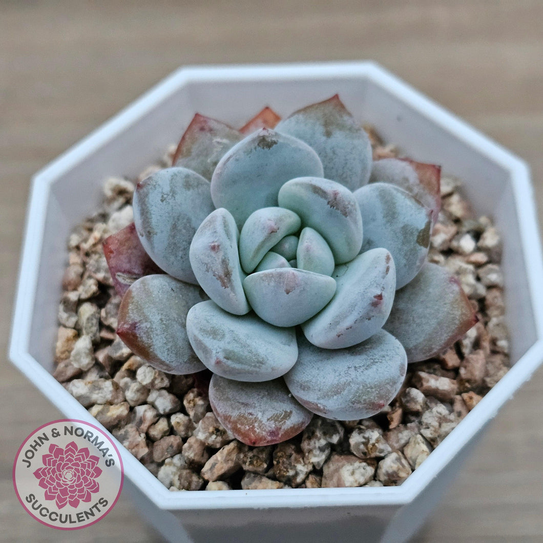 Echeveria 'Pomegranate Hosikage' - John & Norma's Succulents Australia