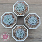 Echeveria 'Pomegranate Hosikage'