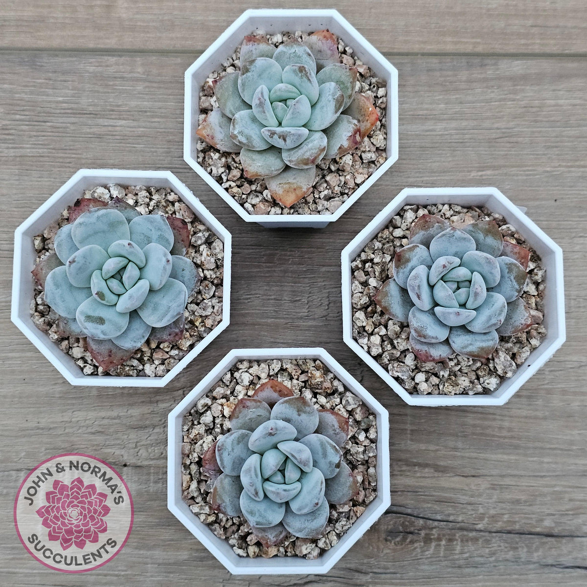 Echeveria 'Pomegranate Hosikage'
