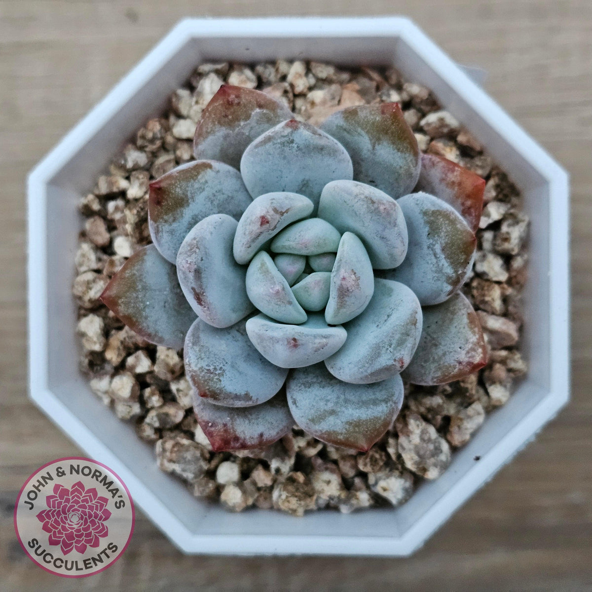 Echeveria 'Pomegranate Hosikage'