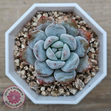 Load image into Gallery viewer, Echeveria &#39;Pomegranate Hosikage&#39; - John &amp; Norma&#39;s Succulents Australia
