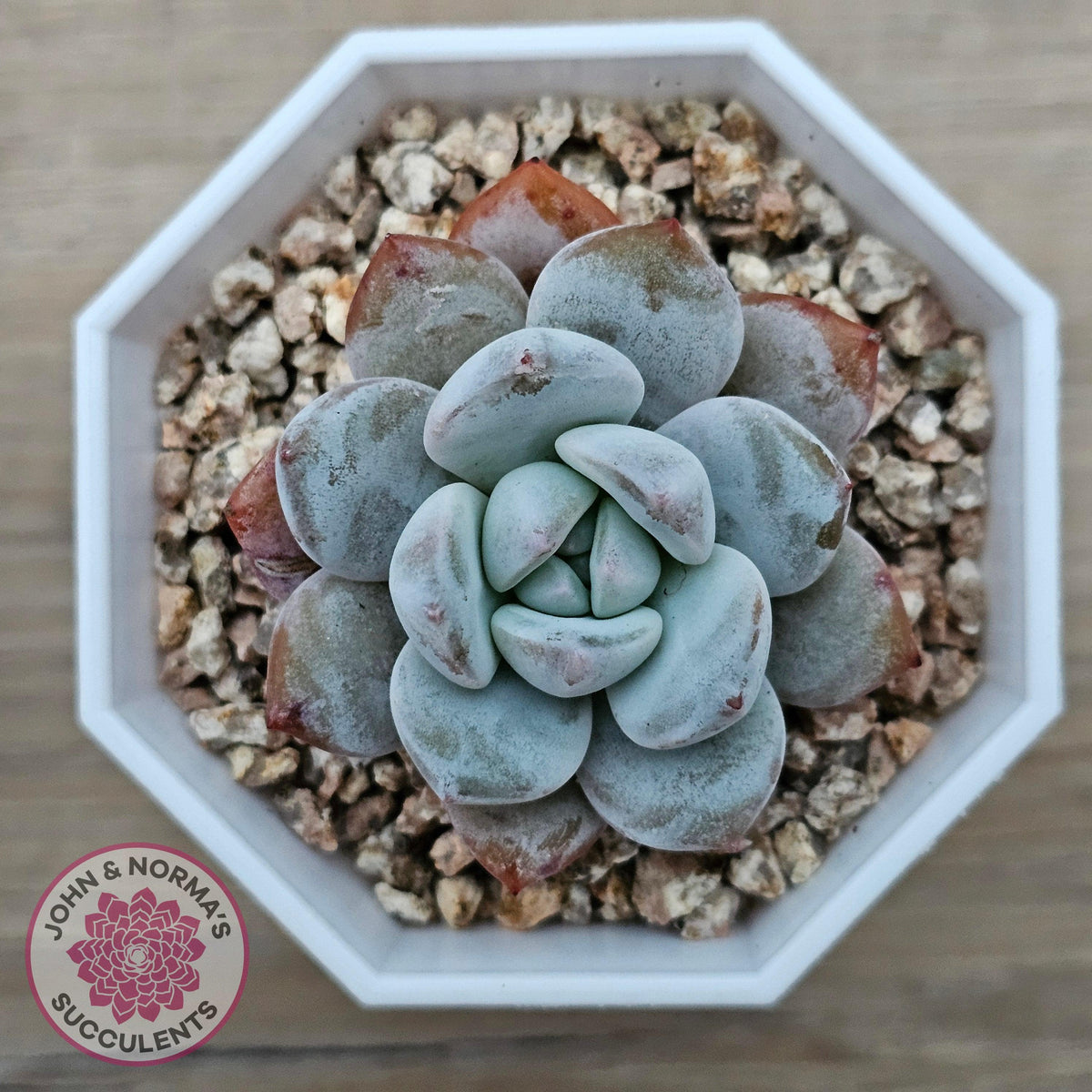Echeveria 'Pomegranate Hosikage'