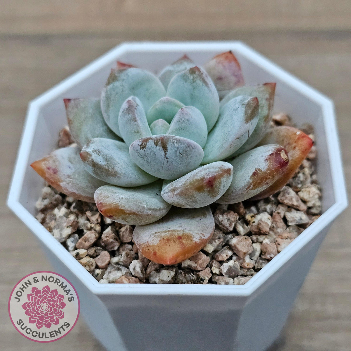 Echeveria 'Pomegranate Hosikage'