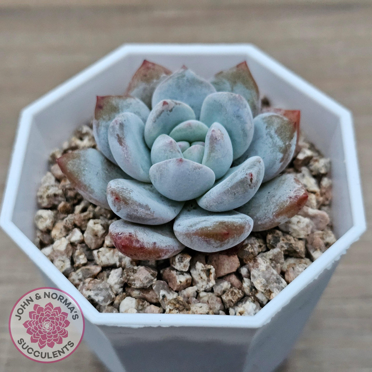 Echeveria 'Pomegranate Hosikage'