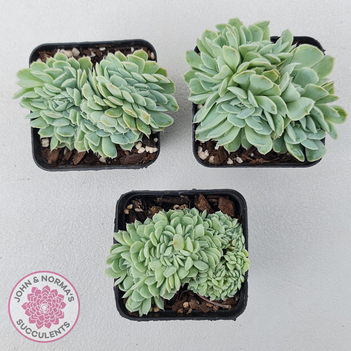 Echeveria elegans potosina 'Crystal' Cristata