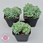 Echeveria elegans potosina 'Crystal' Cristata