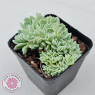 Echeveria elegans potosina 'Crystal' Cristata
