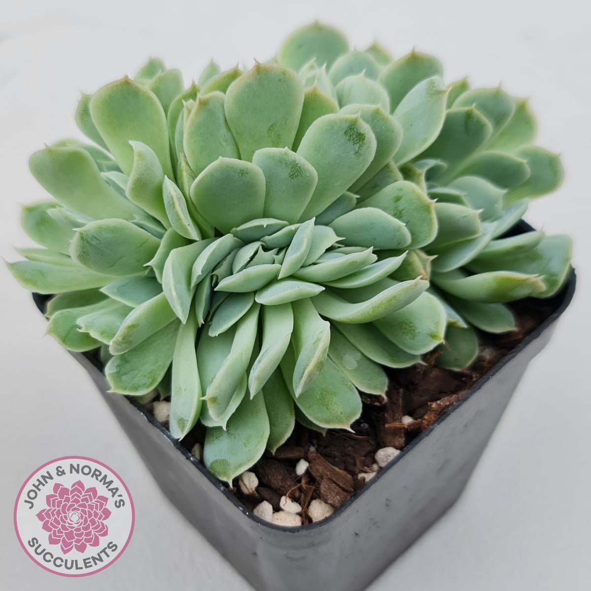 Echeveria elegans potosina 'Crystal' Cristata