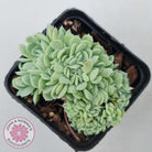Echeveria elegans potosina 'Crystal' Cristata