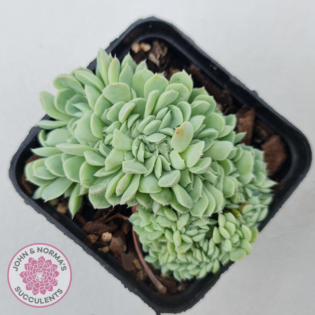 Echeveria elegans potosina 'Crystal' Cristata