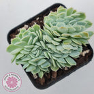 Echeveria elegans potosina 'Crystal' Cristata