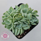 Echeveria elegans potosina 'Crystal' Cristata