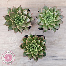 Load image into Gallery viewer, Echeveria &#39;Ppippi Saeu&#39; - John &amp; Norma&#39;s Succulents Australia
