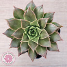 Echeveria 'Ppippi Saeu'