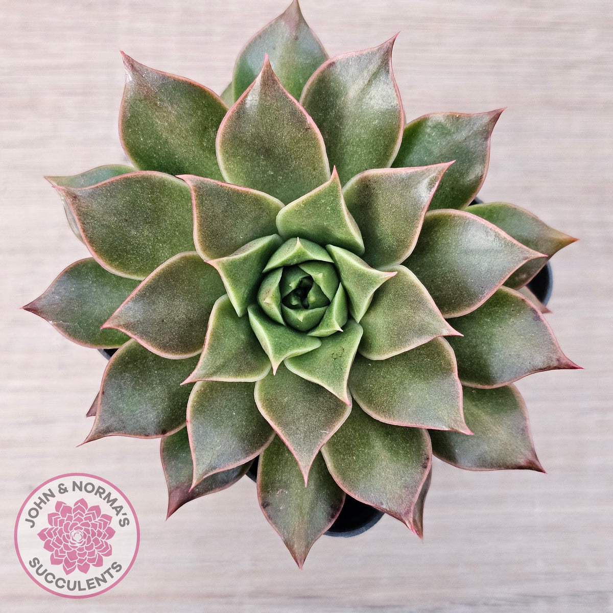 Echeveria 'Ppippi Saeu'