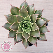 Load image into Gallery viewer, Echeveria &#39;Ppippi Saeu&#39; - John &amp; Norma&#39;s Succulents Australia
