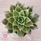 Echeveria 'Ppippi Saeu'
