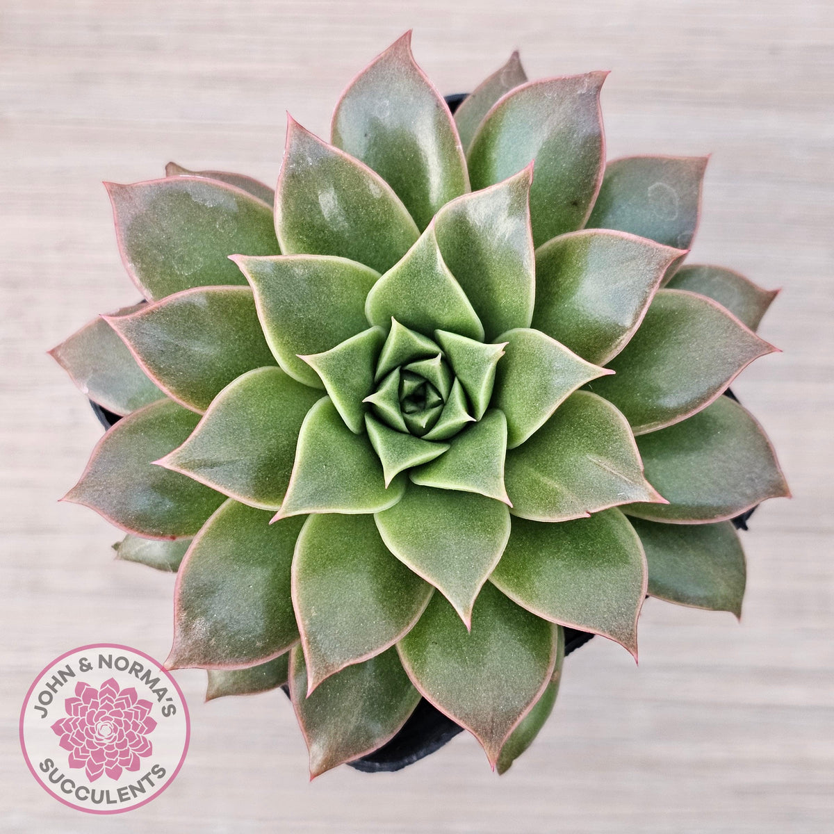 Echeveria 'Ppippi Saeu'
