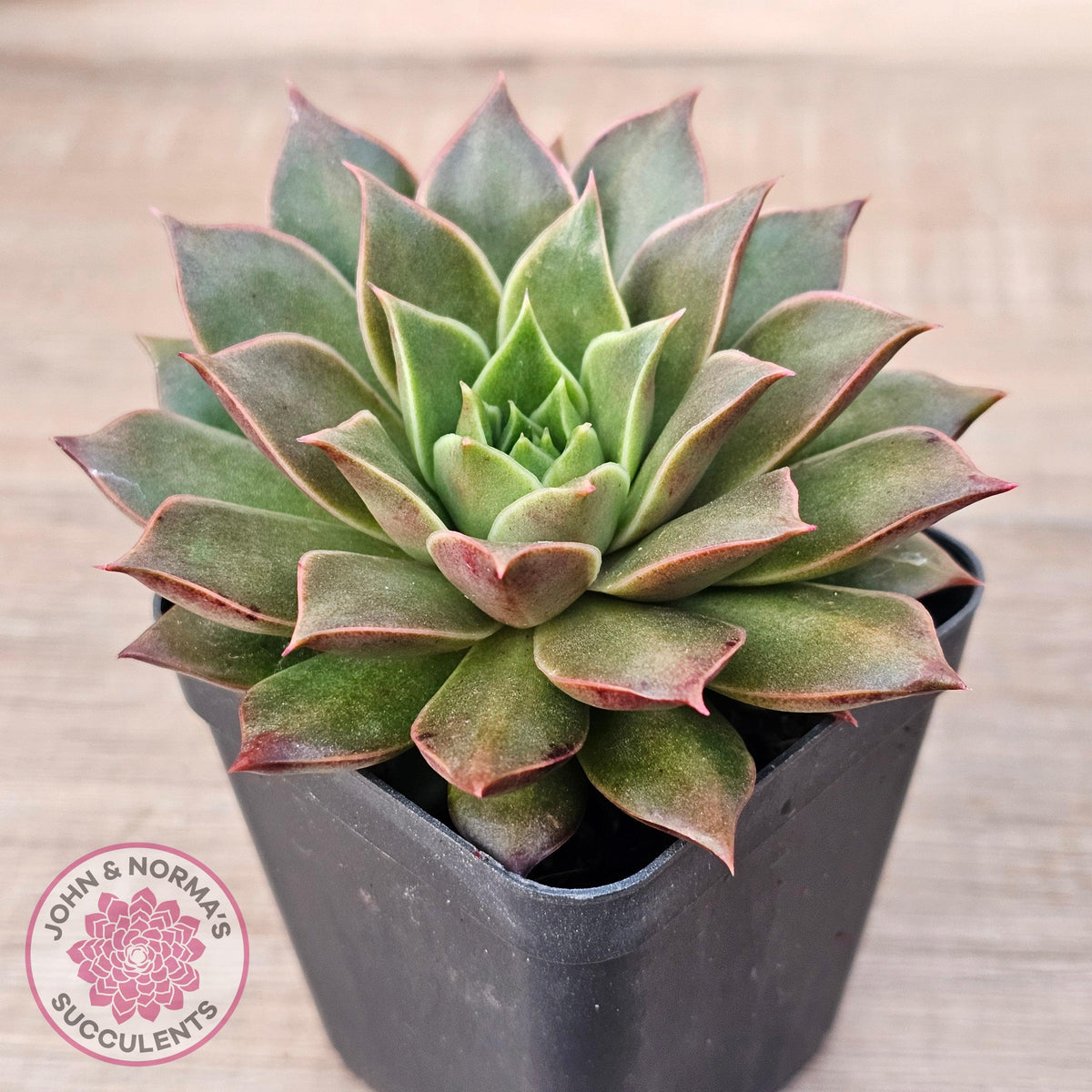 Echeveria 'Ppippi Saeu'