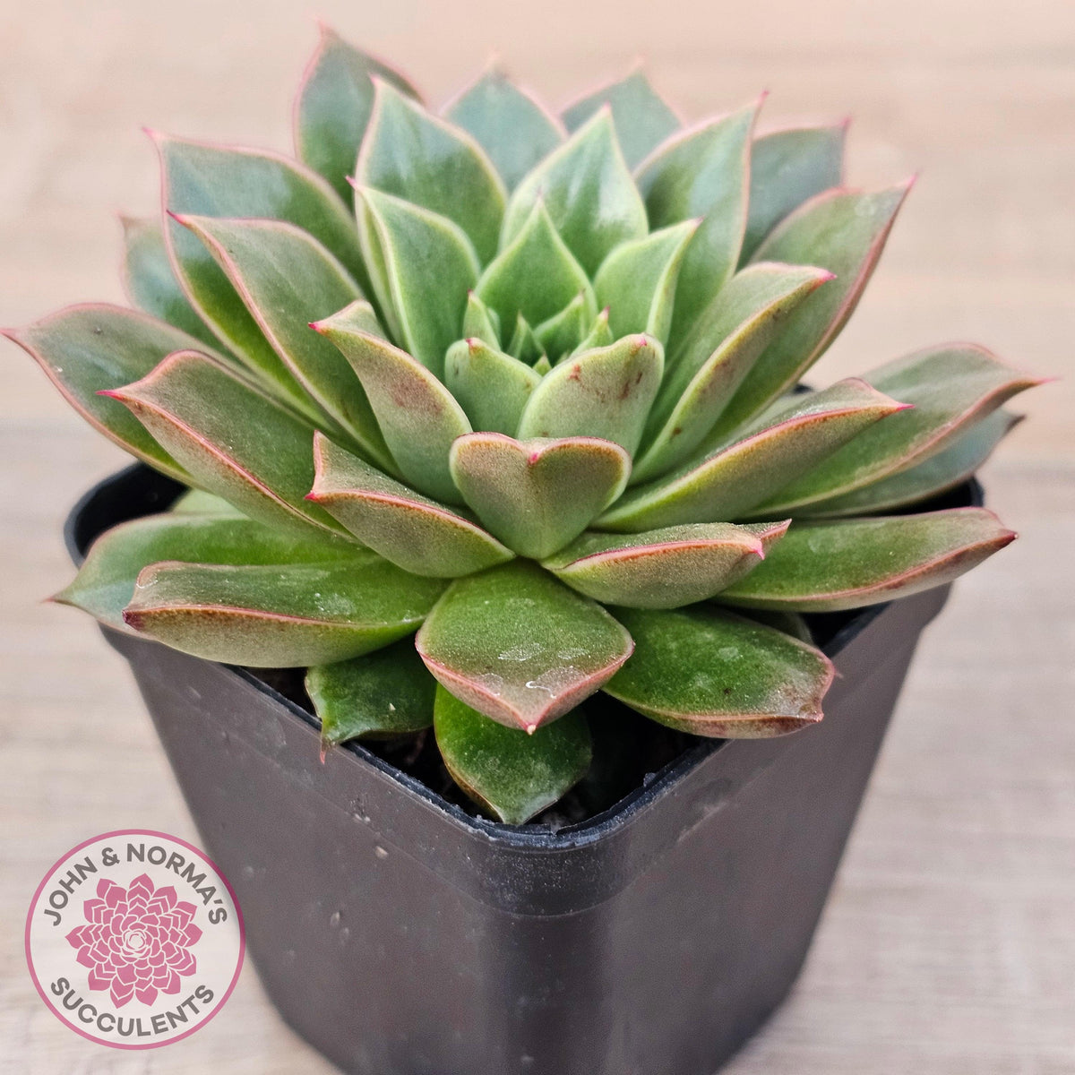 Echeveria 'Ppippi Saeu'